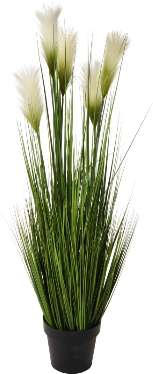 Plant grassprieten met bloemtoppen