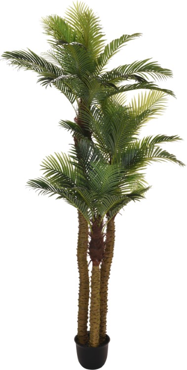 Plant palmboom
