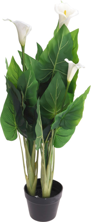 Plant Calla