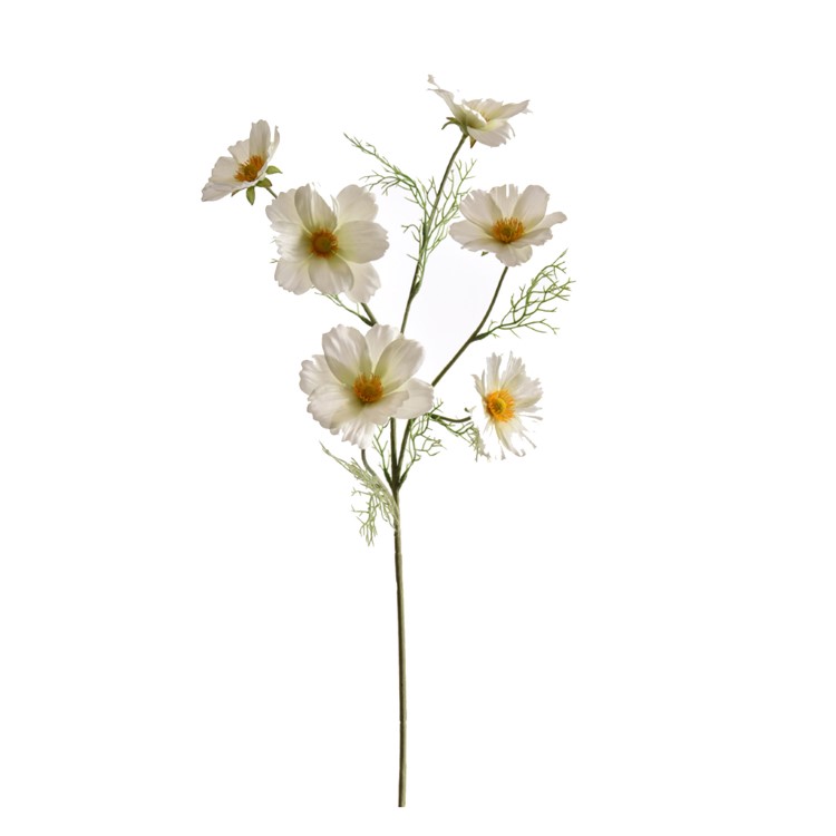 Plant PURE, English Cosmos
