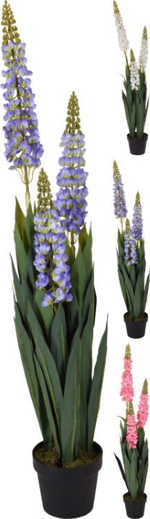 Plant lelie