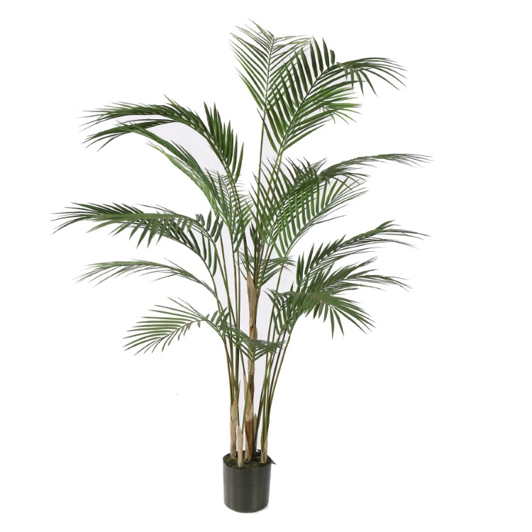 Plant PURE, Areca Palm