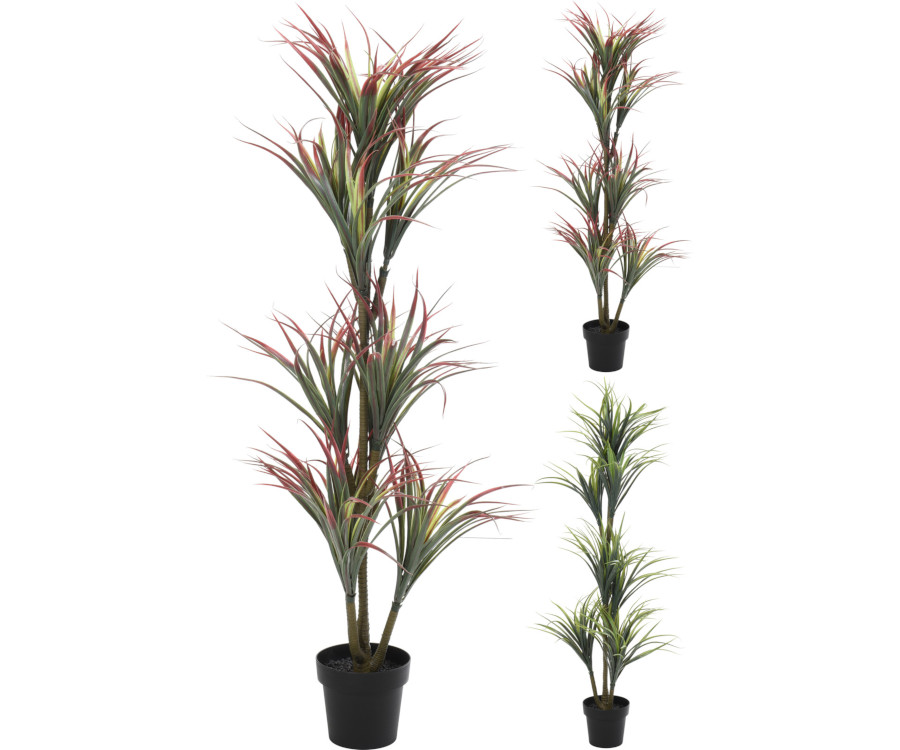 Plant Yucca