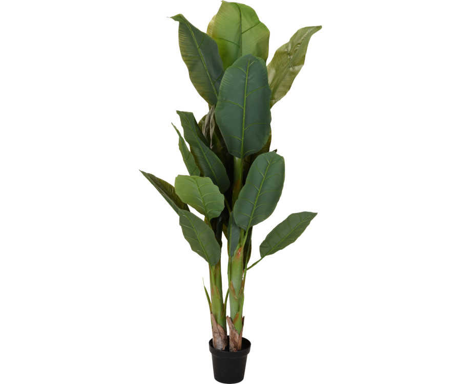 Plant Bananenplant